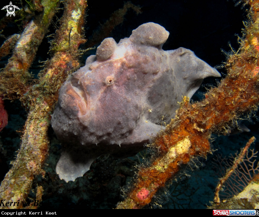 A Frogfish