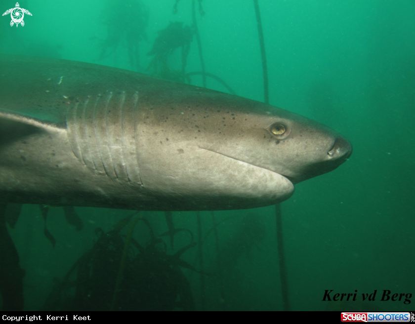 A Cowshark