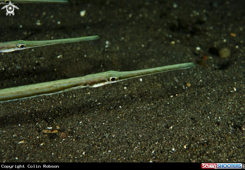 A reef fish
