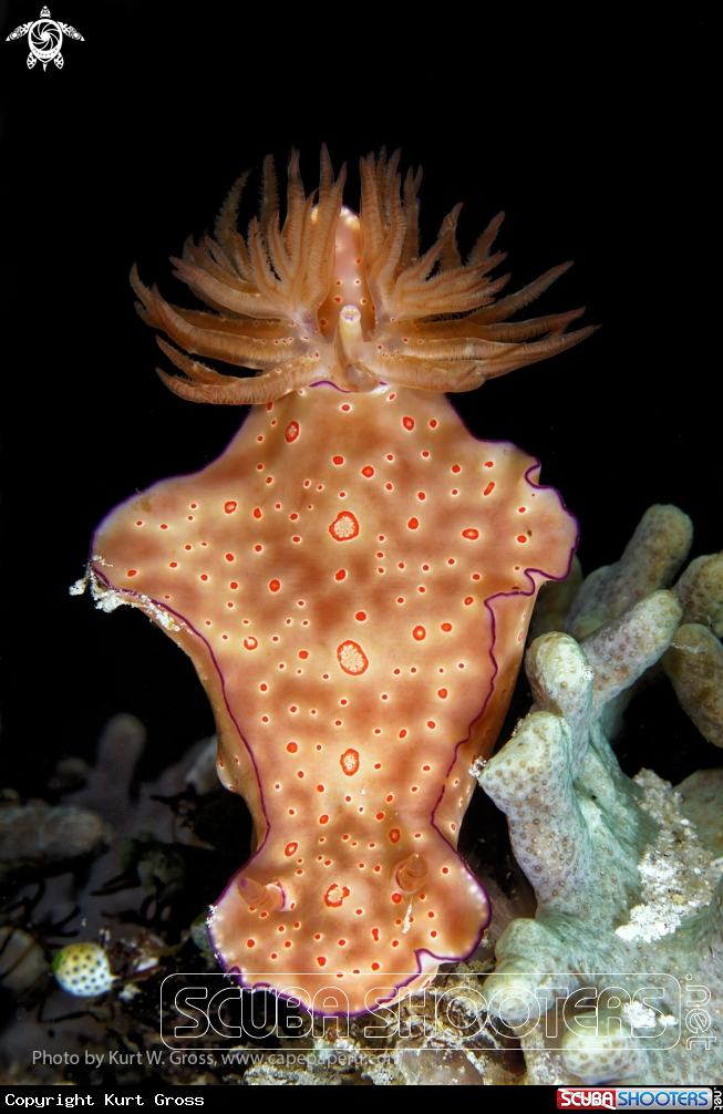 A Nudi