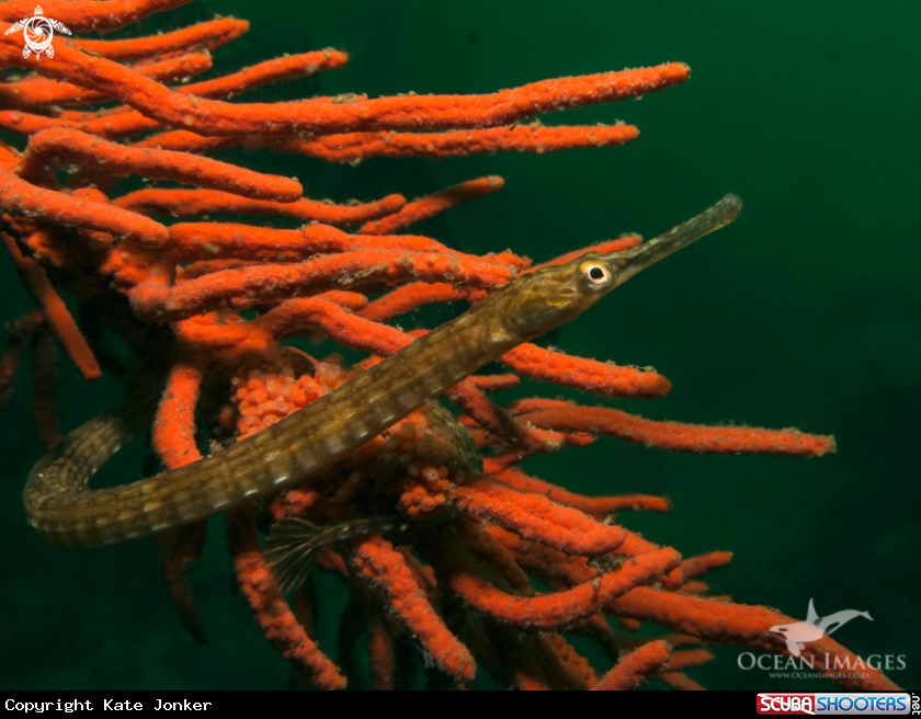 A Longsnout Pipefish