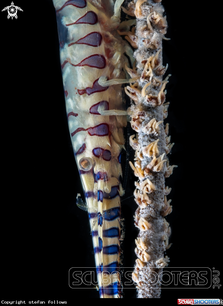 A   Sawblade Shrimp