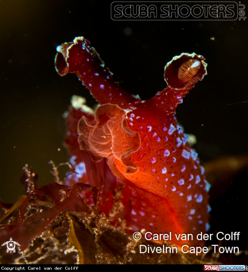 A Iridescent Nudi