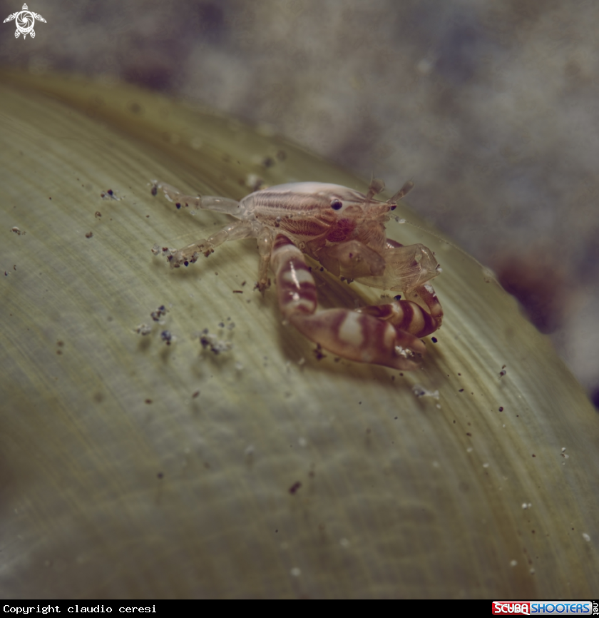 A porcellain crab 