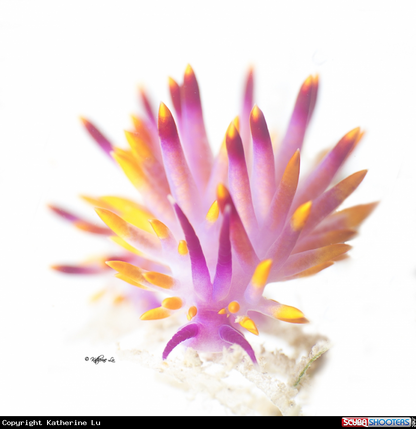 A Nudibranch