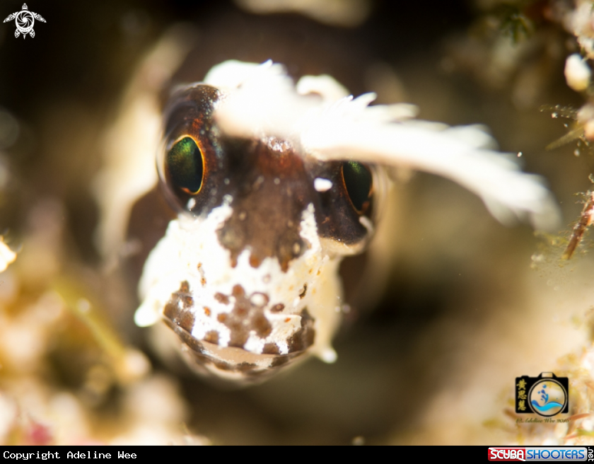 A Long horned blenny
