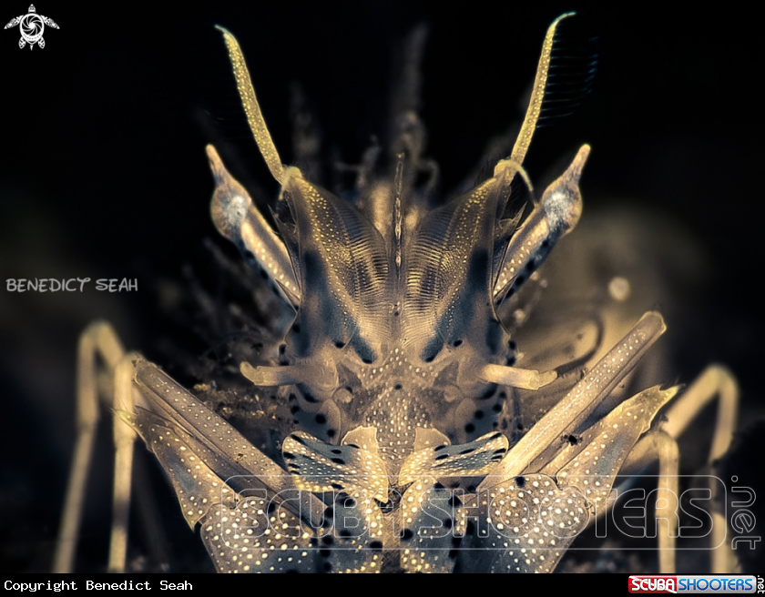 A Tiger Shrimp