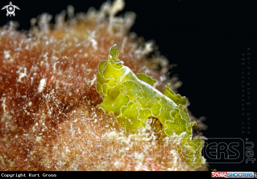 A Flatworm