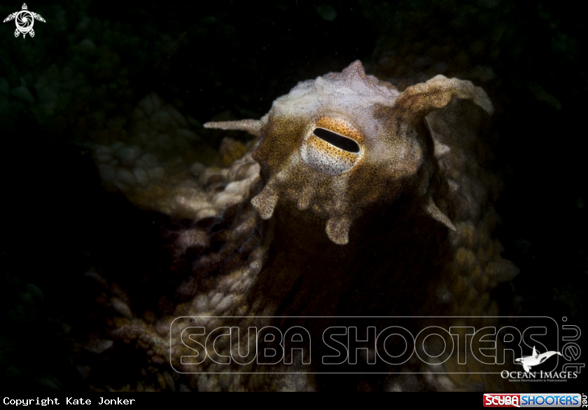 A Common Octopus