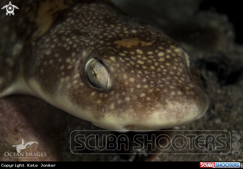 A Puffadder Shyshark