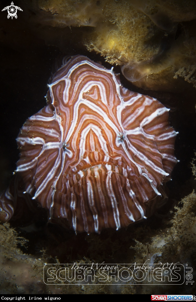 A psychedelic frogfish