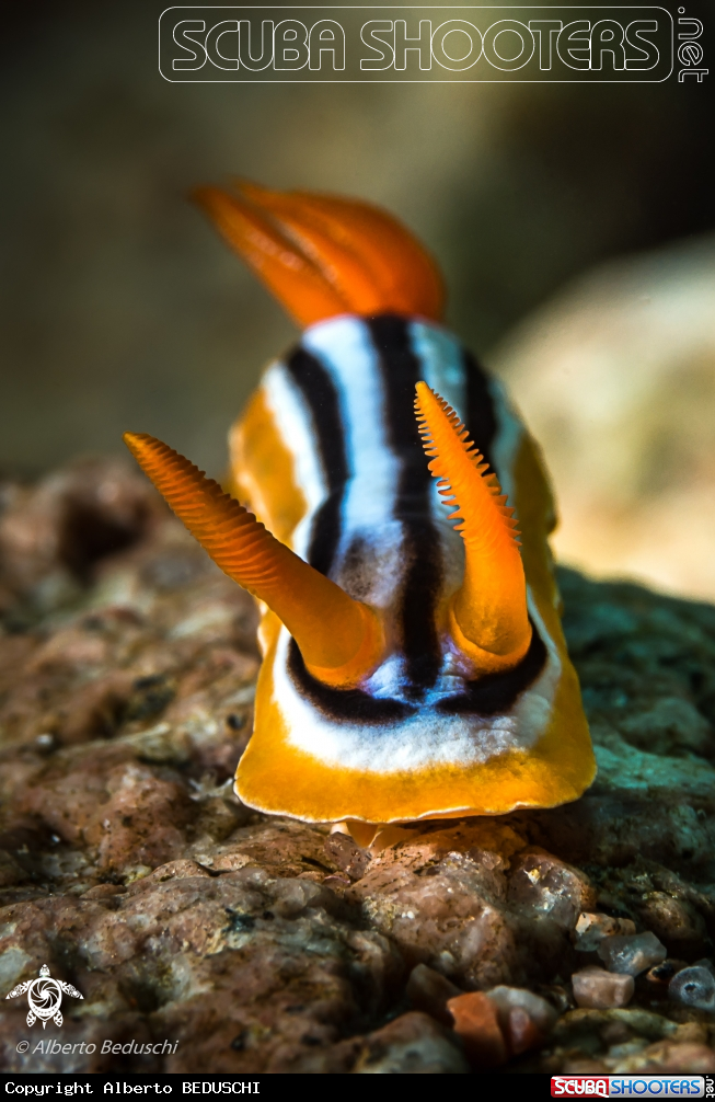A Nudibranch