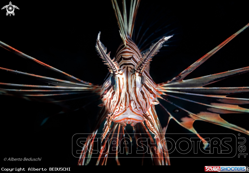 A Lionfish