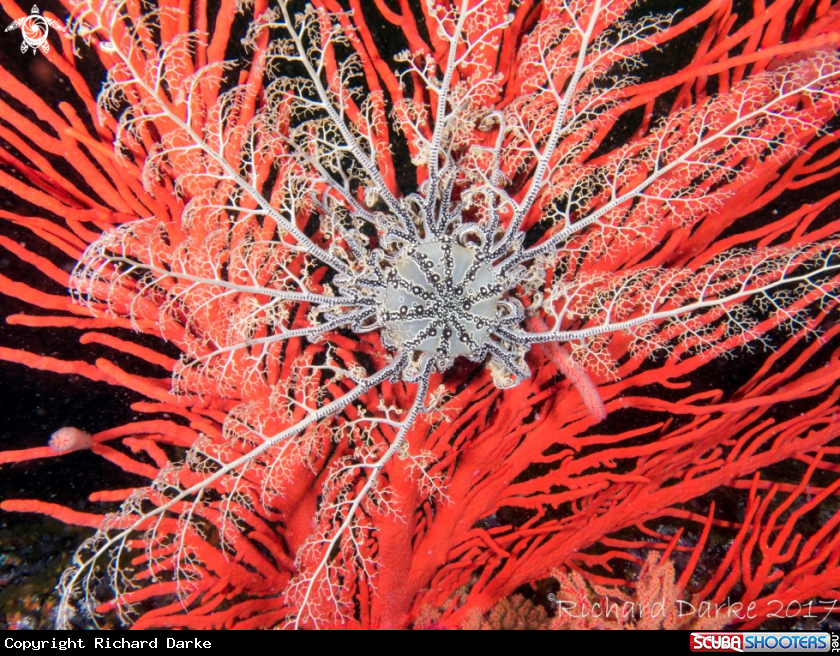 A Basket Star