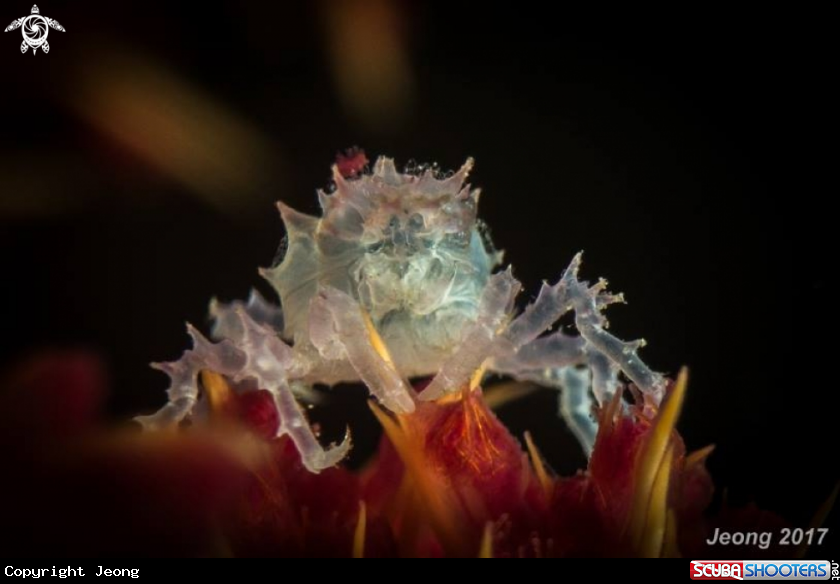 A candy crab