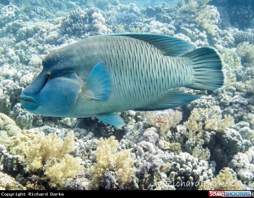 A Napoleon wrasse