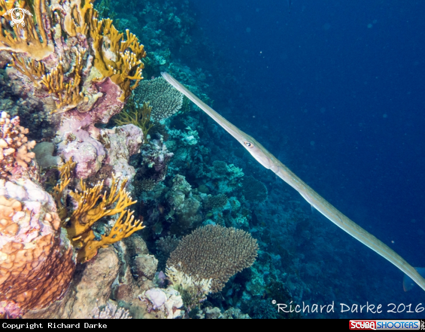 A Trumpetfish