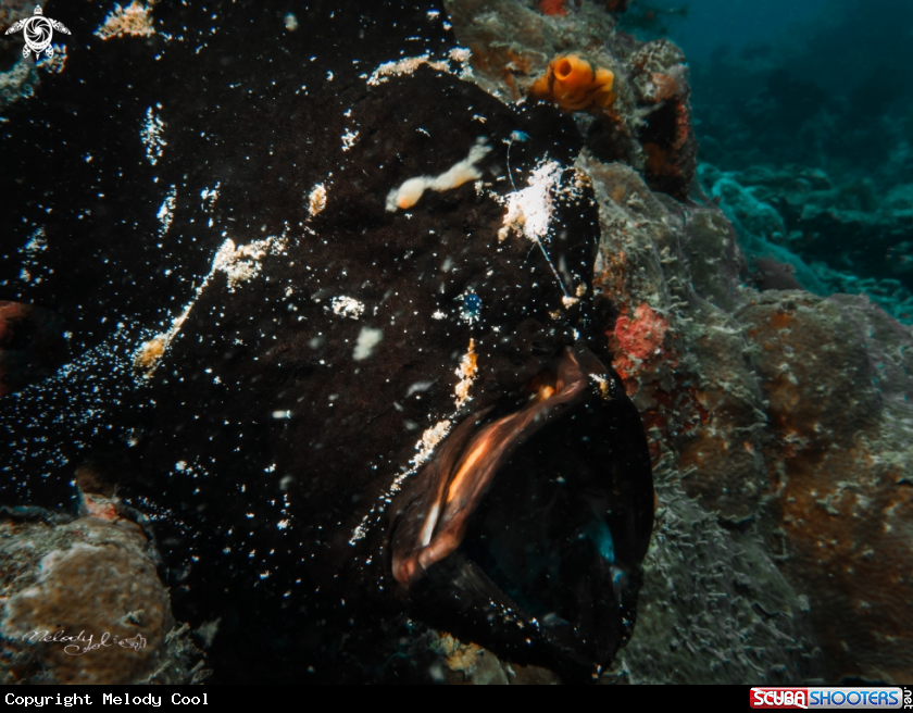 A frog fish 