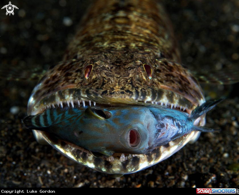 A Lizardfish Eating Juvenile Surgeonfish