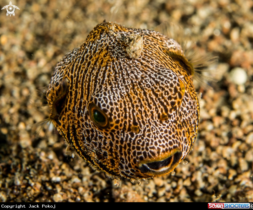 A Boxfish