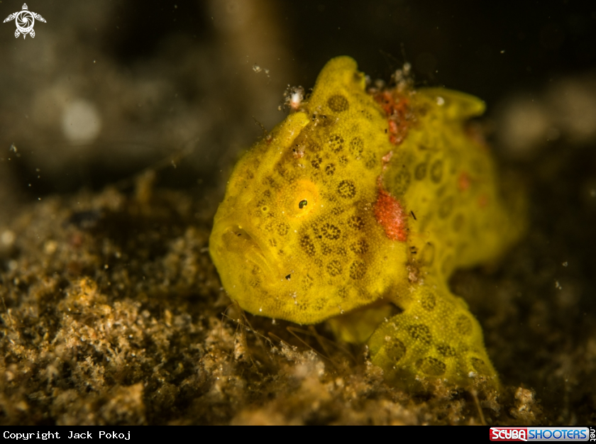 A Painted frogfish