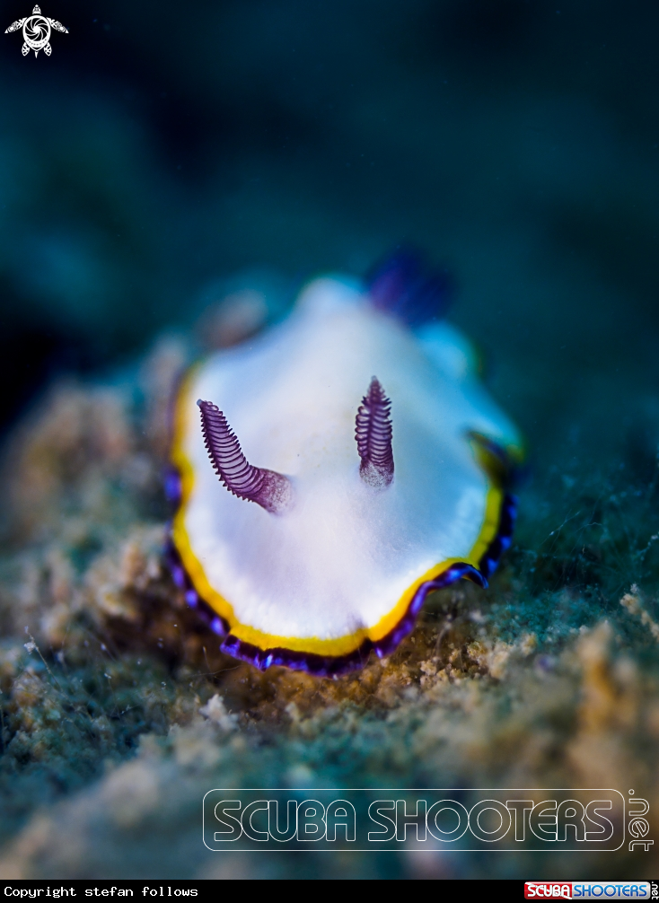 A  Nudibranch