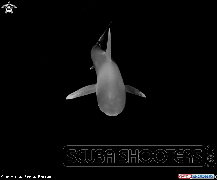 A Oceanic White Tip Shark