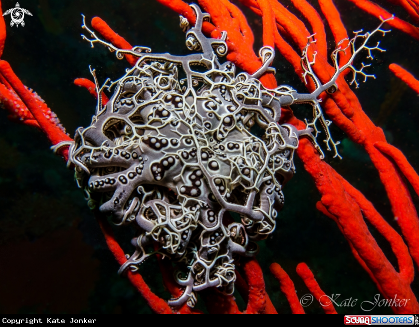 A Basket Star