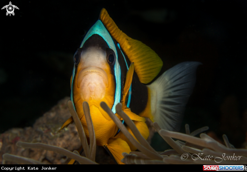 A Clown Anemone Fish