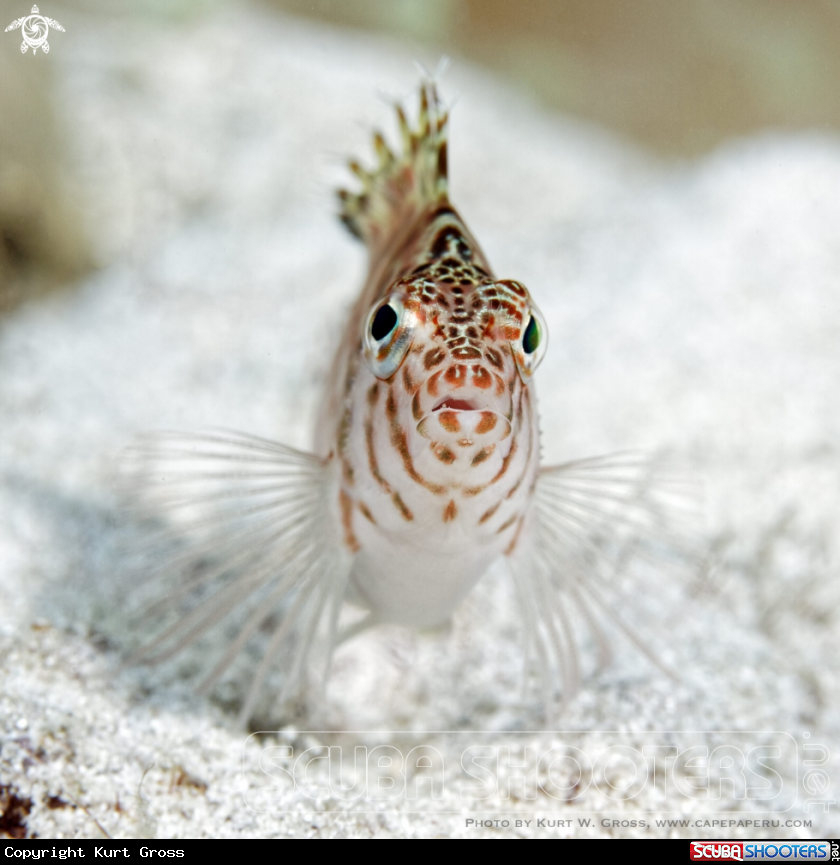 A Hawkfish