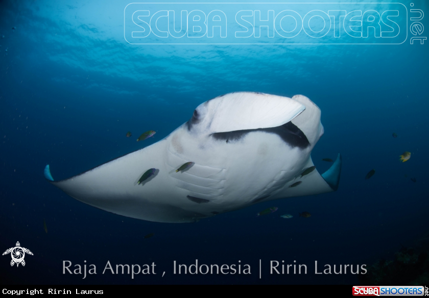 A Giant Oceanic Manta