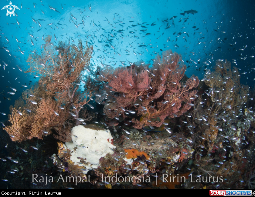 A Glass fish with healthy corals