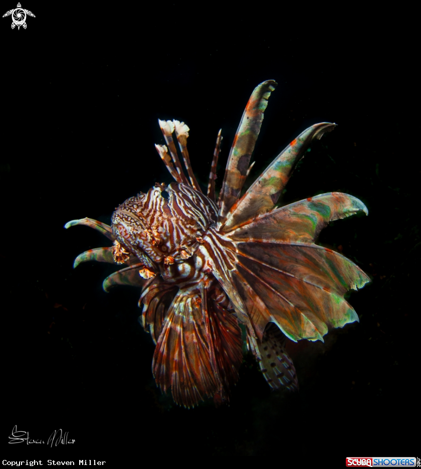 A Lionfish