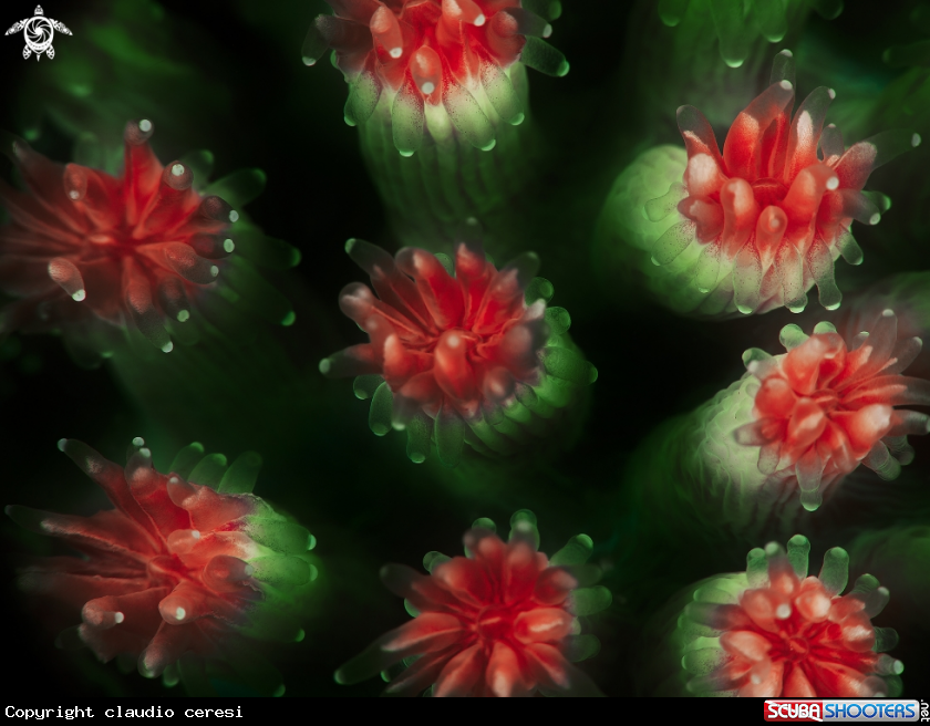 A coral