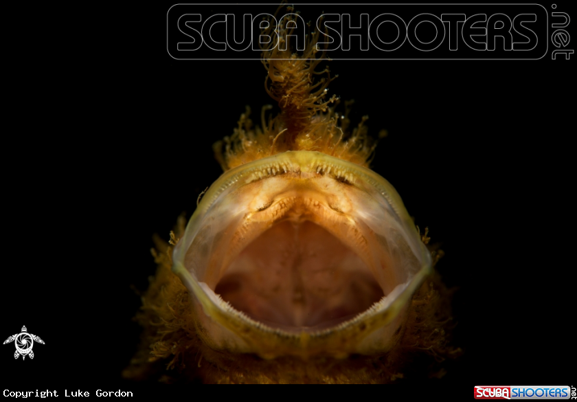 A Hairy Frogfish