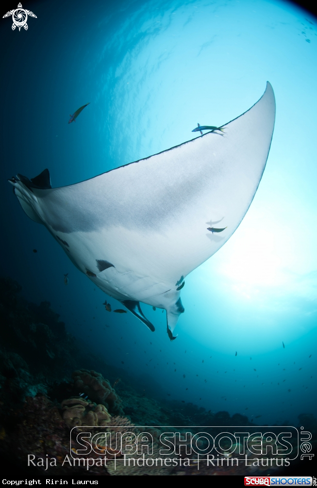 A Oceanic Manta
