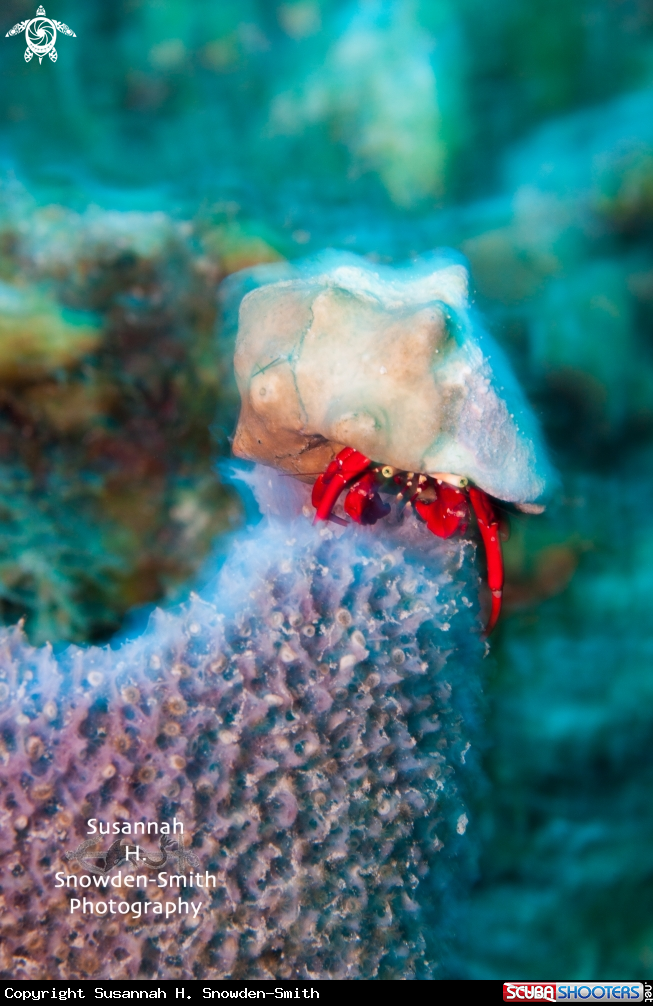 A Hermit Crab