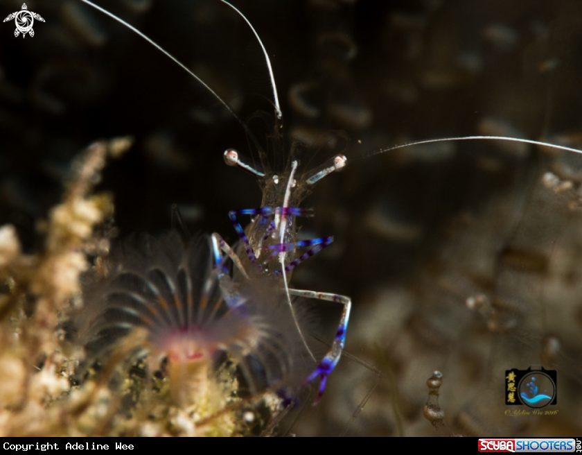 A Peterson shrimp