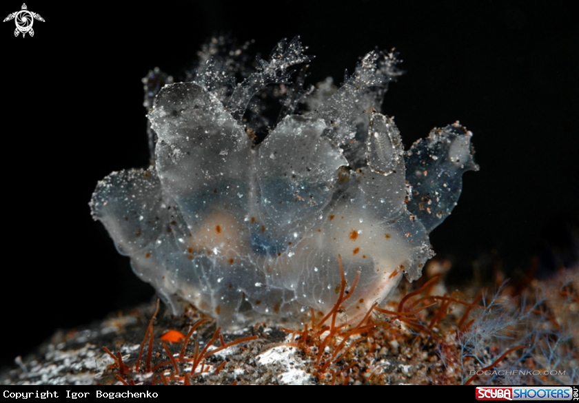 A Nudibranch