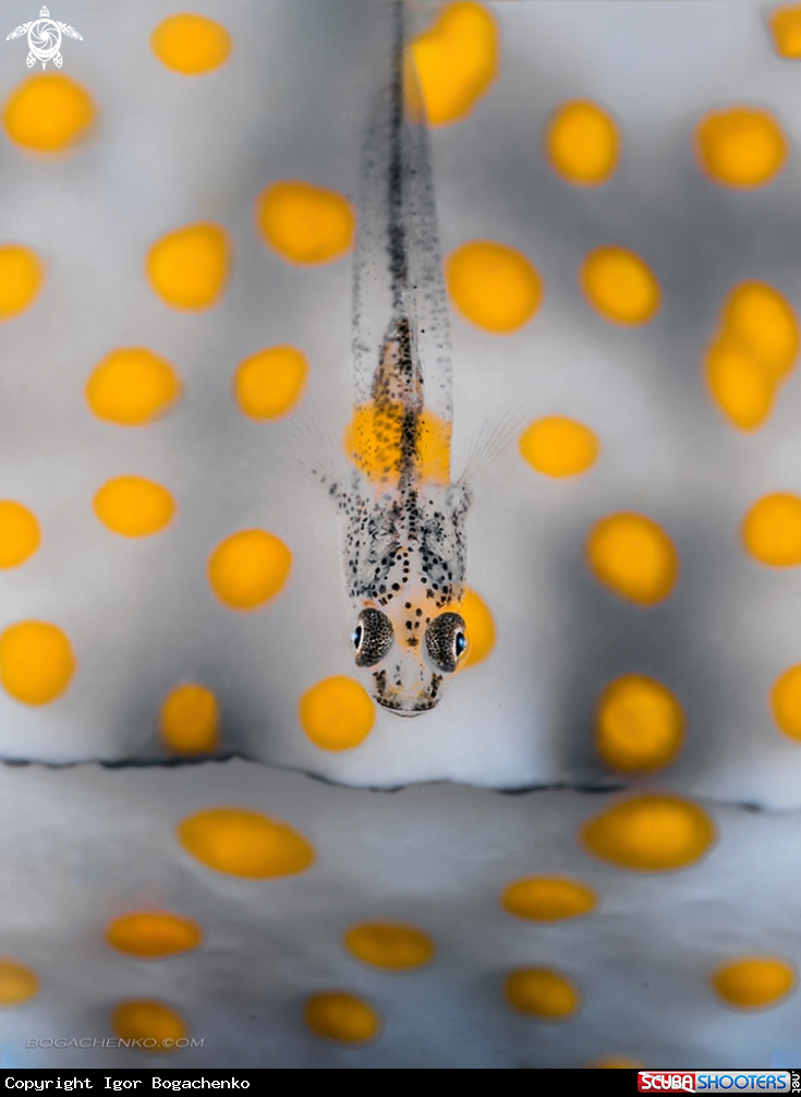 A Ghostgoby
