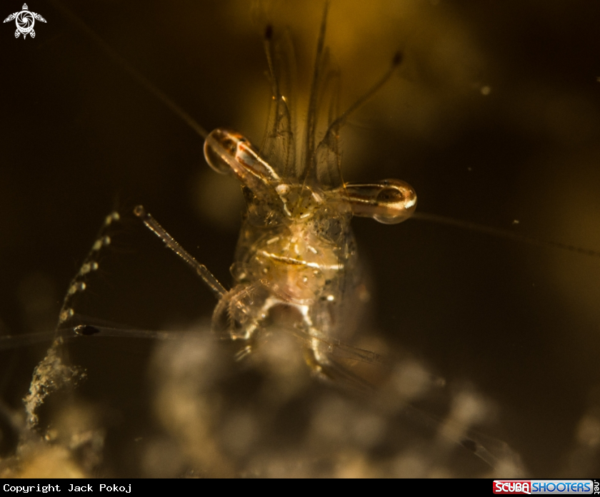 A Cuapetes shrimp