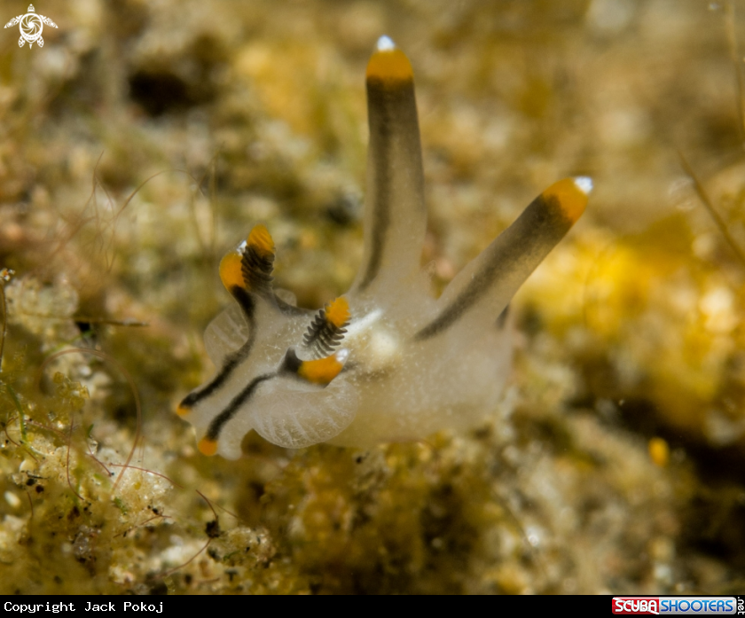 A Thecacera picta