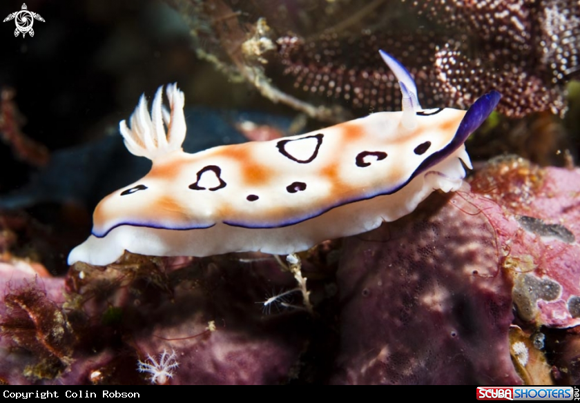 A nudibranch