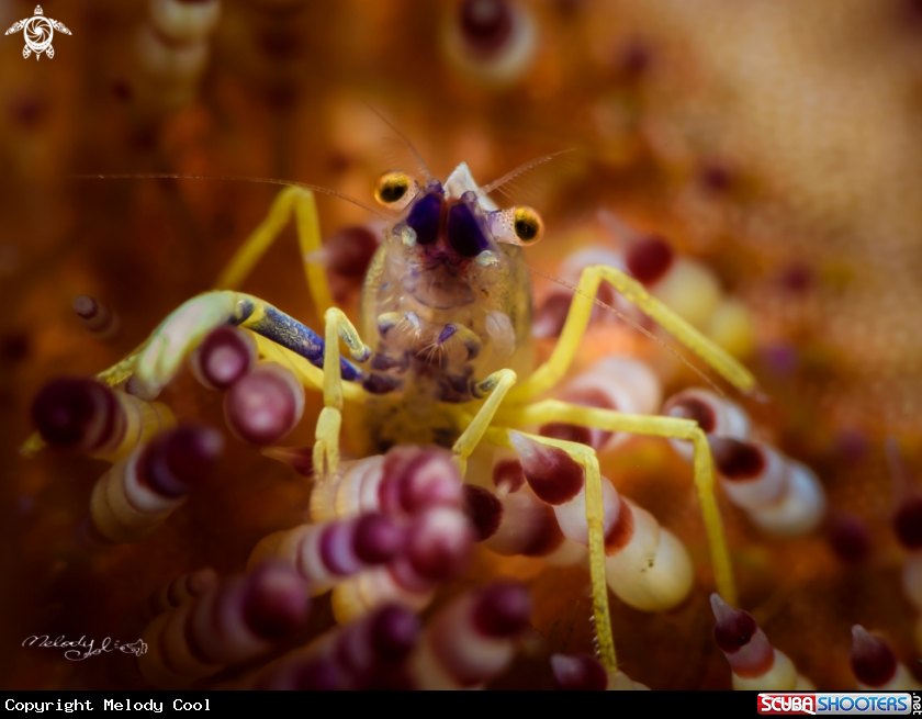 A Brook's Shrimp 