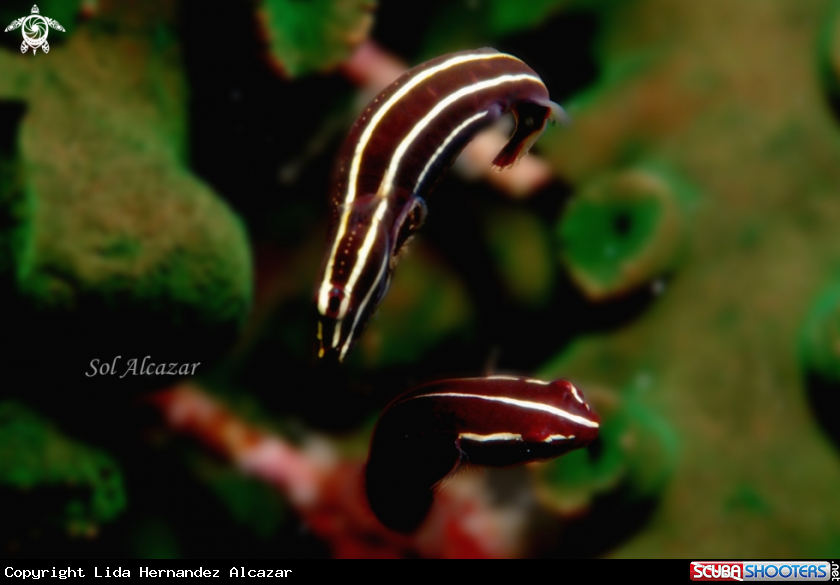 A underwater creature