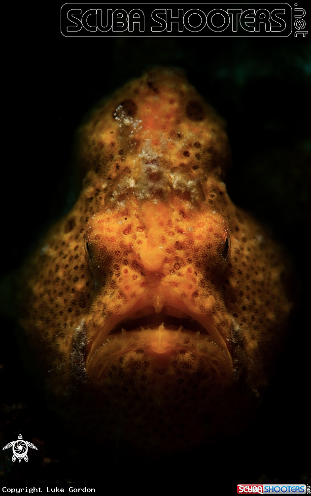 A Painted Frogfish