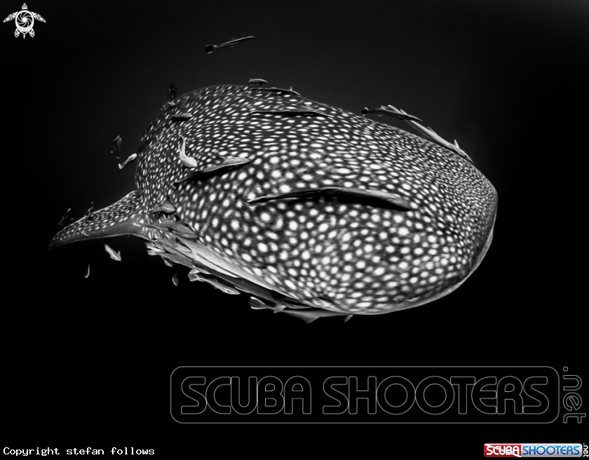 A Whale Shark