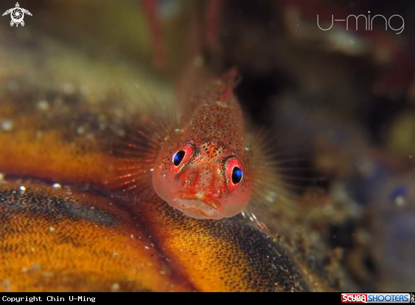 A Red Goby