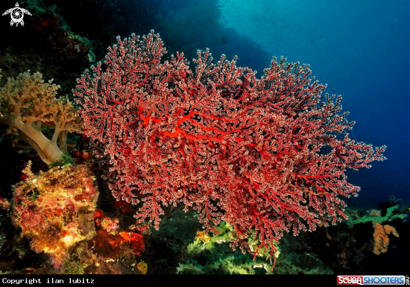 A soft corals