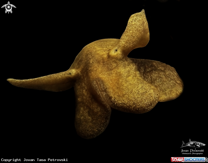 A Slatkovodni puž / Freshwater snail.